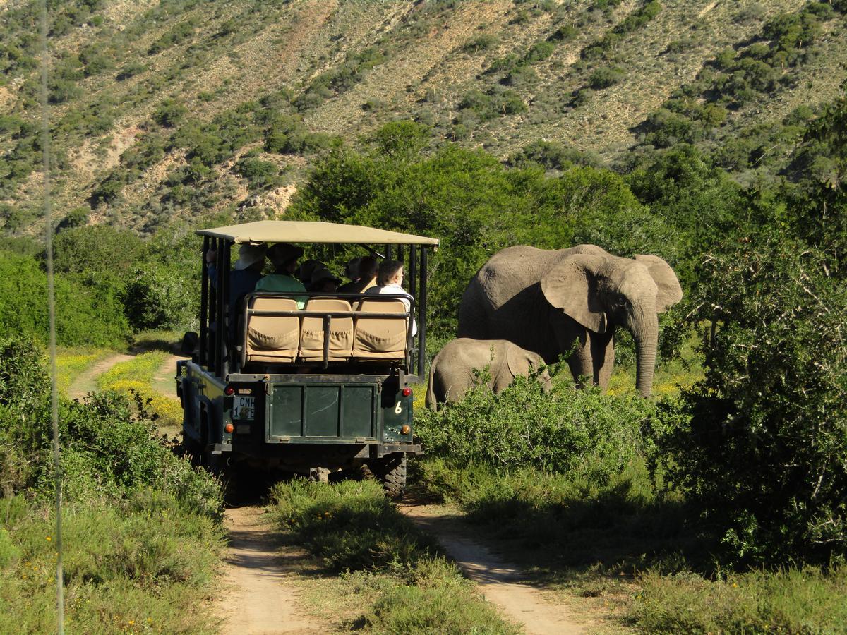 Leeuwenbosch Country House - Amakhala Game Reserve Exterior photo